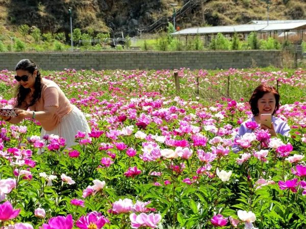 川滇明珠会东:芍药花开待客来插图4 川滇明珠会东:芍药花开待客来插图4