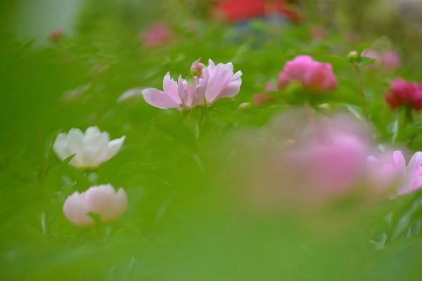 川滇明珠会东:芍药花开待客来插图6 川滇明珠会东:芍药花开待客来插图6