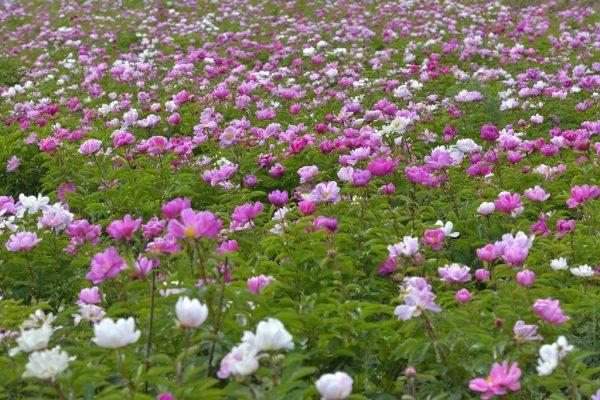 川滇明珠会东:芍药花开待客来插图5 川滇明珠会东:芍药花开待客来插图5