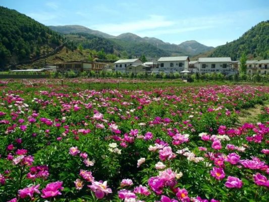 四川省凉山州会东县天气预报（会东县发布大风蓝色预警）插图