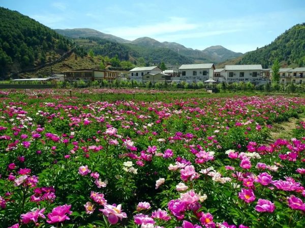 川滇明珠会东:芍药花开待客来插图8 川滇明珠会东:芍药花开待客来插图8