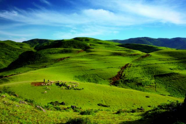 川滇明珠会东县首届黑山羊美食节插图10 川滇明珠会东县首届黑山羊美食节插图10
