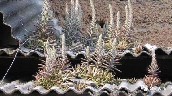 会东县大崇镇老照片：珍贵影像里的历史记忆插图1