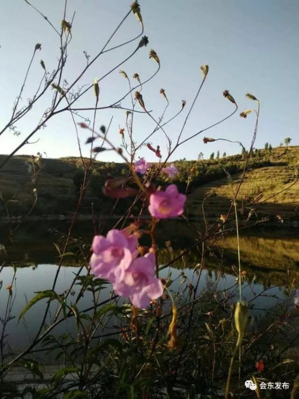 川滇明珠|瓦花（会东小城故事）插图2