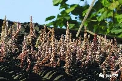 川滇明珠|瓦花（会东小城故事）插图