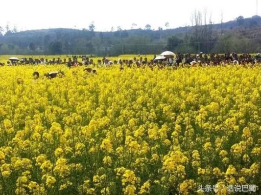 凉山会东县海拔多少米？插图2