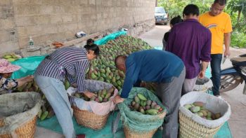 会东县铁柳镇六月芒果飘香插图7
