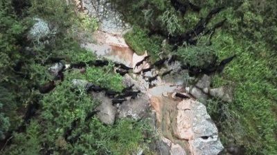 图片[3]-会东“三黑”今晚九点登录央视七套《食尚大转盘》，敬请收看-会东网