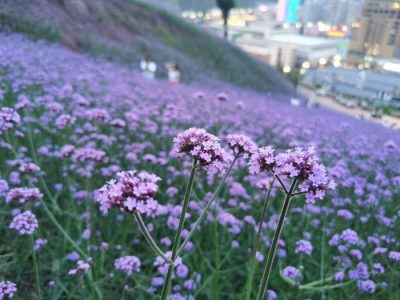 川滇明珠旅游,会东县獭猫山公园插图2 川滇明珠旅游,会东县獭猫山公园插图2