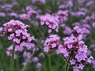 川滇明珠旅游,会东县獭猫山公园插图4 川滇明珠旅游,会东县獭猫山公园插图4
