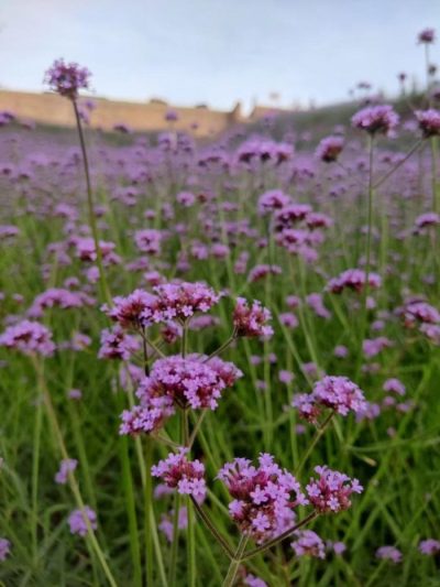 川滇明珠旅游,会东县獭猫山公园插图5 川滇明珠旅游,会东县獭猫山公园插图5