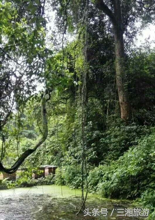 图片[13]-我老家是个千年古镇，除了油菜花，还有很多美景！-会东网