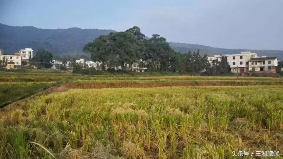 图片[16]-我老家是个千年古镇，除了油菜花，还有很多美景！-会东网