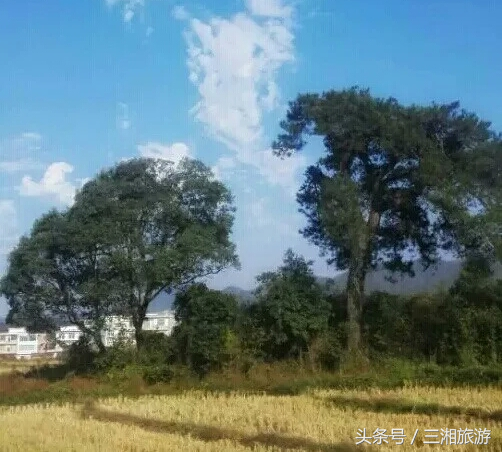 图片[5]-我老家是个千年古镇，除了油菜花，还有很多美景！-会东网