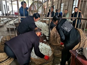 图片[3]-会东县桑农迎来蚕桑生产“开门红”，喜获第一桶“茧金”。-会东网