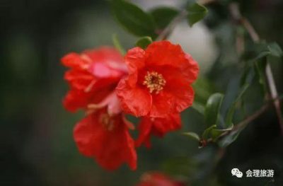 图片[25]-魅力会理｜一段旅程，多种体验，“五一”来会理就对了！-会东网