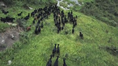 图片[4]-会东“三黑”今晚九点登录央视七套《食尚大转盘》，敬请收看-会东网
