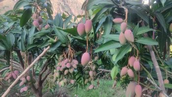 会东县铁柳镇六月芒果飘香插图10