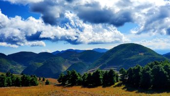会东县抢抓机遇，以正在实施的国家储备林建设插图