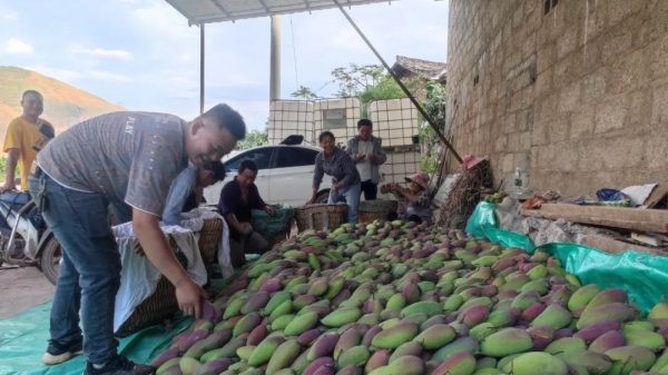 会东县铁柳镇六月芒果飘香插图6