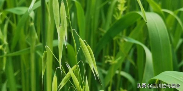 会东燕麦酒：高原上的千年醇香密码-会东网