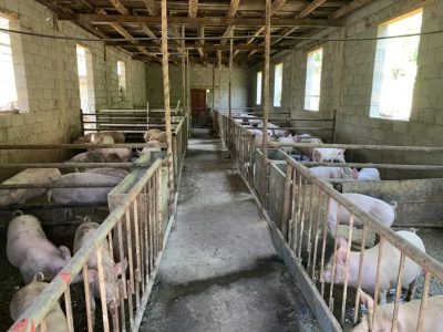 会东县鱼城街道鱼山社区——真抓实干抢机遇转型产业促发展插图3