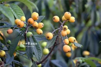 图片[8]-攻略│会东的枇杷都熟透了，你不来尝个鲜、解下馋？-会东网