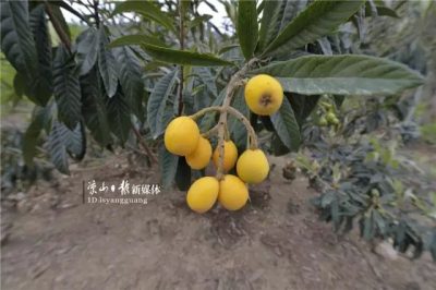 图片[9]-攻略│会东的枇杷都熟透了，你不来尝个鲜、解下馋？-会东网