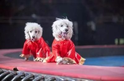 春节去哪玩?2017西昌会东国际美食节暨五国皇家大马戏嘉年华,!!插图9 春节去哪玩?2017西昌会东国际美食节暨五国皇家大马戏嘉年华,!!插图9