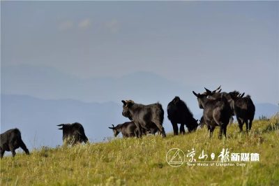 图片[5]-会东县第三届“双黑”美食文化节即将开幕-会东网