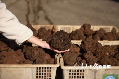 图片[7]-会东县第三届“双黑”美食文化节即将开幕-会东网