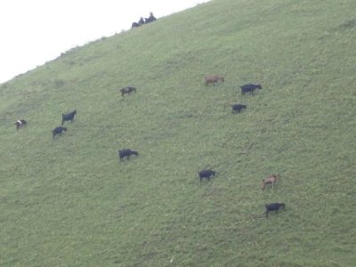 图片[3]-会东跑马坪–一个堪比马鹿寨的美丽地方-会东网