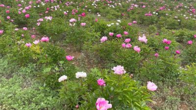 川滇明珠网|夏天,野租芍药花的高光时刻!插图 川滇明珠网|夏天,野租芍药花的高光时刻!插图
