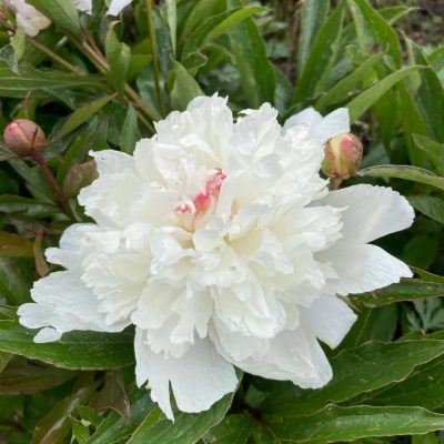 川滇明珠网|夏天,野租芍药花的高光时刻!插图3 川滇明珠网|夏天,野租芍药花的高光时刻!插图3