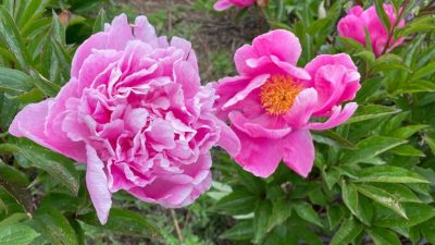 川滇明珠网|夏天,野租芍药花的高光时刻!插图4 川滇明珠网|夏天,野租芍药花的高光时刻!插图4