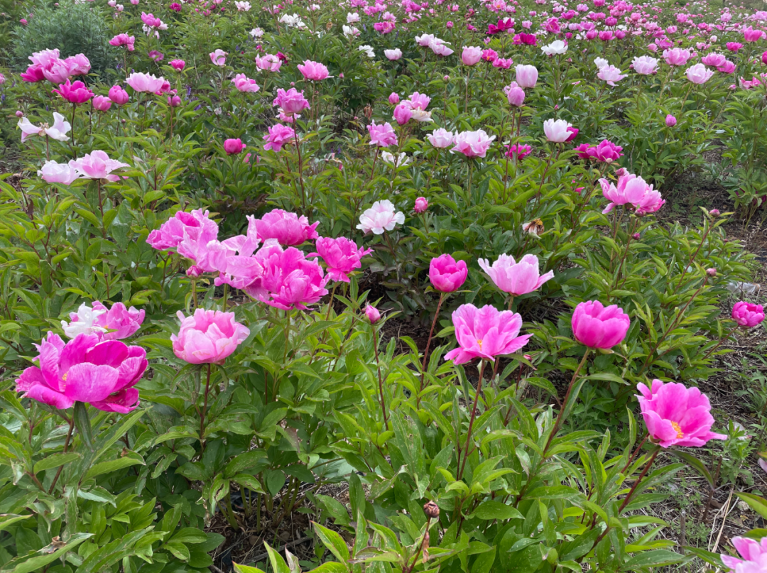 川滇明珠网|夏天,野租芍药花的高光时刻!插图2 川滇明珠网|夏天,野租芍药花的高光时刻!插图2
