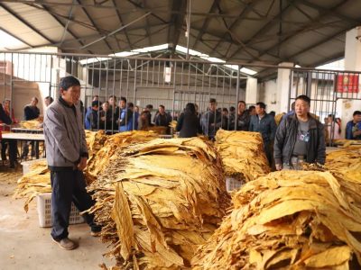 图片[11]-会东烟叶：喜获大丰收-会东网