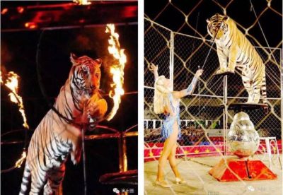 春节去哪玩?2017西昌会东国际美食节暨五国皇家大马戏嘉年华,!!插图5 春节去哪玩?2017西昌会东国际美食节暨五国皇家大马戏嘉年华,!!插图5