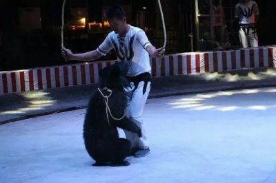 春节去哪玩?2017西昌会东国际美食节暨五国皇家大马戏嘉年华,!!插图7 春节去哪玩?2017西昌会东国际美食节暨五国皇家大马戏嘉年华,!!插图7