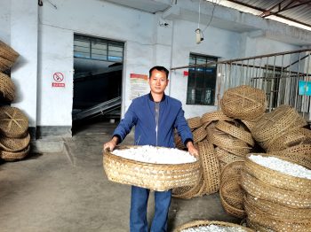 会东县桑农迎来蚕桑生产“开门红”,喜获第一桶“茧金”。-会东网