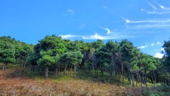 会东县抢抓机遇，以正在实施的国家储备林建设插图1