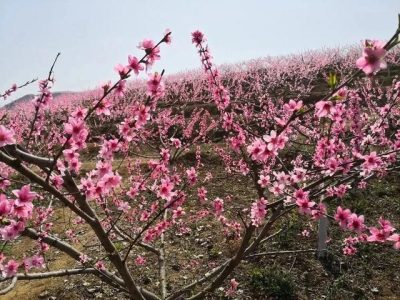 图片[7]-大凉山会东大桥镇龙凤山丑冬桃成熟季，一起来尝鲜喽！49.9元全国包邮到家！-会东网