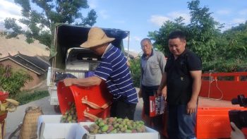 会东县铁柳镇六月芒果飘香插图3