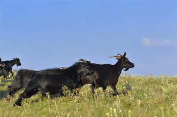 四川省会东县美食(会东超级无敌美食)插图3 四川省会东县美食(会东超级无敌美食)插图3