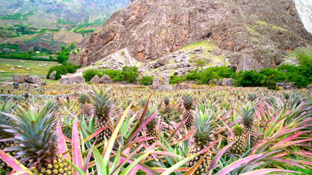 乌东德镇大梨树村的凤梨产业（试验）基地插图3