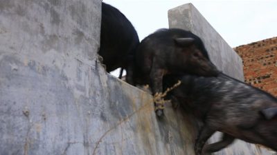 图片[8]-会东“三黑”今晚九点登录央视七套《食尚大转盘》，敬请收看-会东网