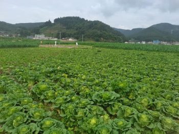 会东县堵格镇因地制宜探索产业发展新模式插图