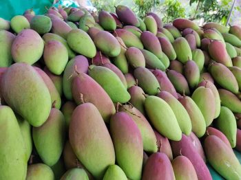 会东县铁柳镇六月芒果飘香插图4