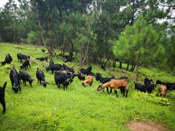 川滇明珠|会东黑山羊-会东网