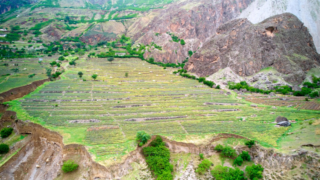 乌东德镇大梨树村的凤梨产业(试验)基地-会东网